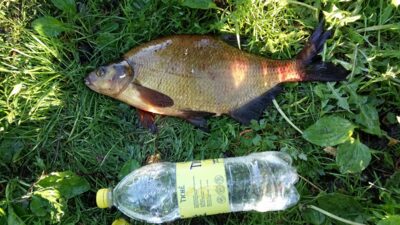 Carp bream, 1.9 kg