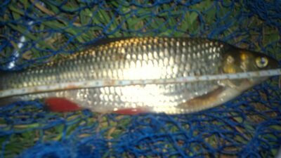 chub, 0.6 kg