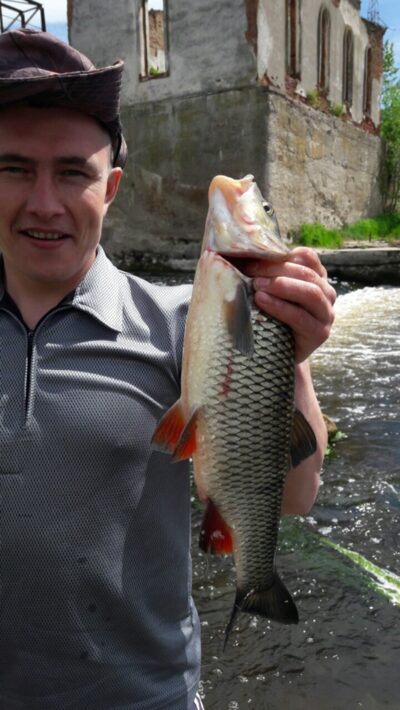 chub, 1.5 kg