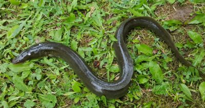 European eel