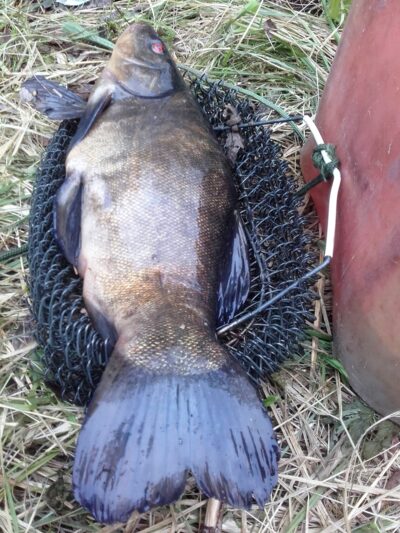 Tench, 2.1 kg