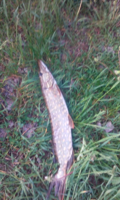 Northern Pike
