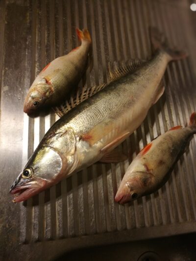 Pike perch, 1.2 kg — Kuršių