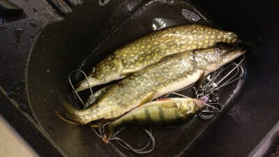 Northern Pike ×2 — Žvernas