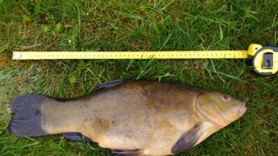 Tench, 2.5 kg