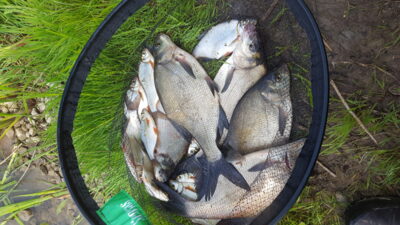 Carp bream ×5