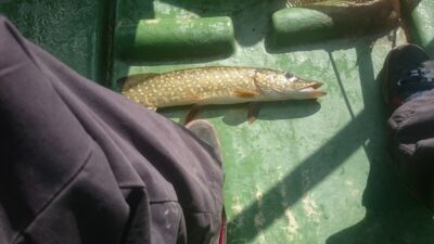 Northern Pike, 0.7 kg — Rubikių