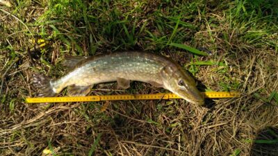 Northern Pike — Neman River