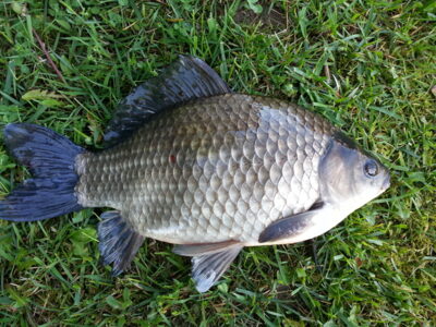 Prussian carp, 0.8 kg