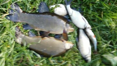 Tench ×2