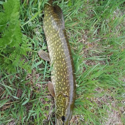 Northern Pike
