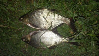 Carp bream ×2