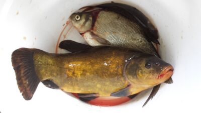 Tench, 0.9 kg