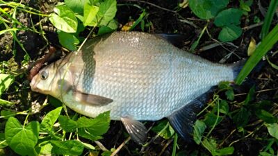 Carp bream — Neman River