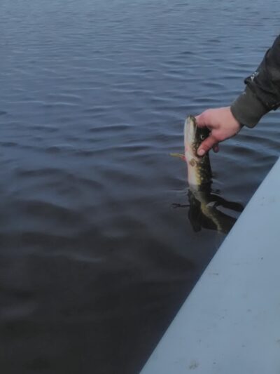Northern Pike