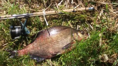 Carp bream, 0.9 kg