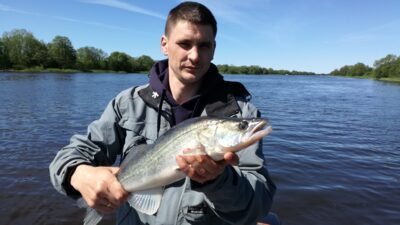 Pike perch — ATMATA