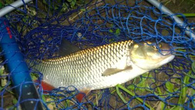 chub, 0.5 kg
