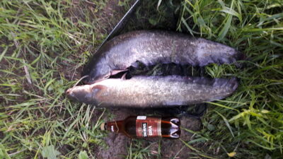 Wels catfish ×2 — Neman River