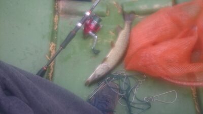 Northern Pike, 0.6 kg — Rubikių