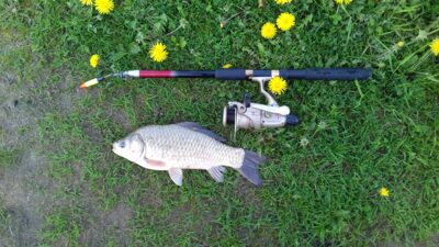 Prussian carp, 1.0 kg