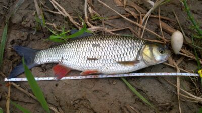 chub, 0.4 kg