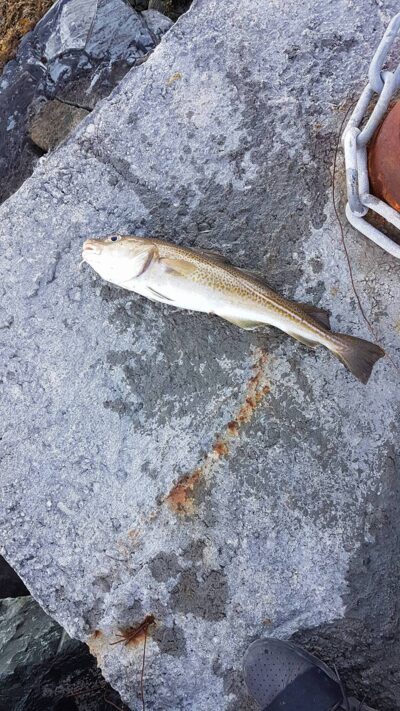 Haddock