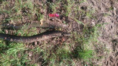 European eel ×2 — Arinas