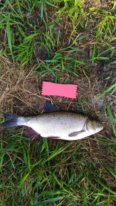 Ide, 1.6 kg — Lėvuo