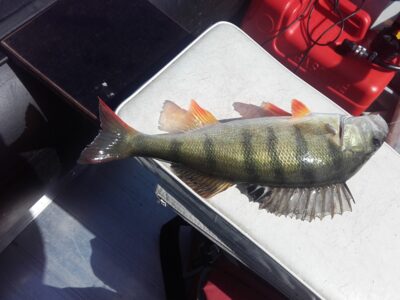 Eurasian perch, 0.5 kg
