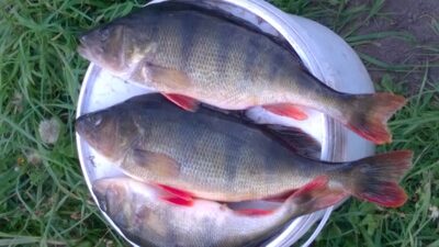 Eurasian perch ×2, 0.7 kg