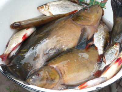 Tench ×2