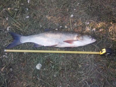 Asp, 3.1 kg — Sartai