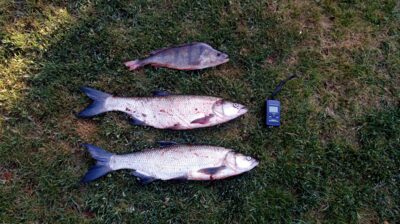 Asp, 1.6 kg — Kaunas reservoir