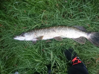 Northern Pike, 3.0 kg