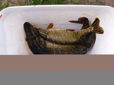 Northern Pike ×2