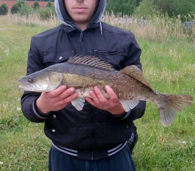 Pike perch, 2.0 kg
