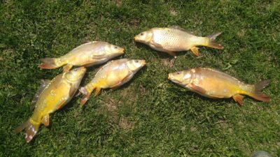 Mirror carp, 1.0 kg
