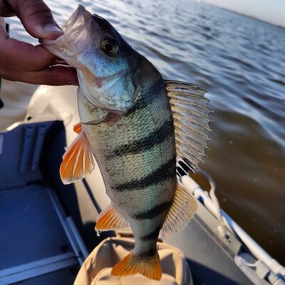 Eurasian perch