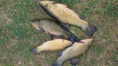 Tench ×4
