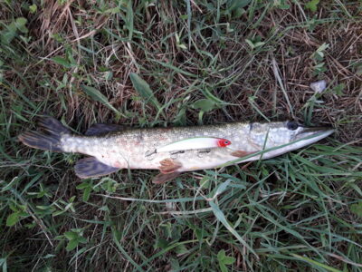 Northern Pike, 0.8 kg