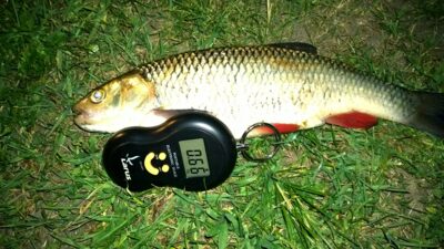 chub, 0.7 kg