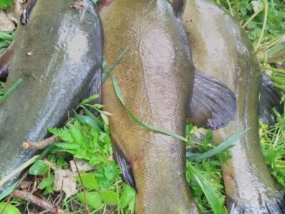 Tench ×3