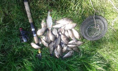 Prussian carp, 0.4 kg — Skrytas