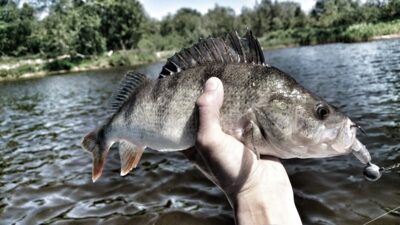 Eurasian perch — Neman River