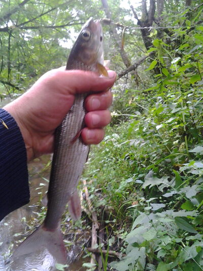 Grayling