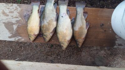 Tench ×4