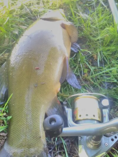 Tench, 1.4 kg