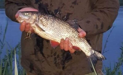 chub — Neman River