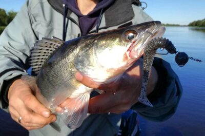 Pike perch — ATMATA